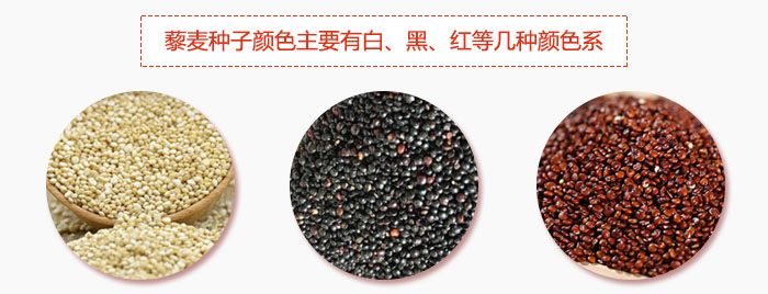 藜麥種子顏色主要有白、黑、紅等幾種顏色系，營養(yǎng)成分相差不大，其中白色口感好，黑、紅色口感相對差些，籽粒也較小。