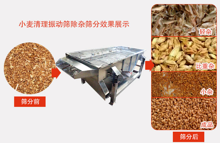 小麥清理振動篩小麥篩分效果展示圖可同時篩分出輕雜，比重雜，小雜，成品等四個等級。